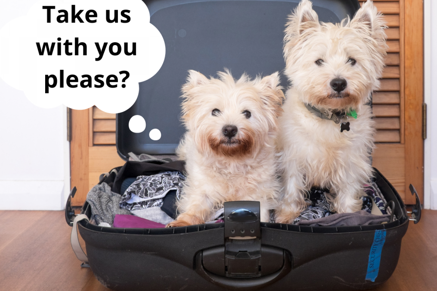 Millie Mats - two dogs in a suitcase with separation anxiety