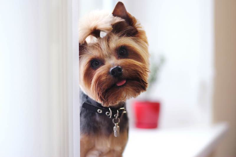 Millie mats canine talks about all things dog.