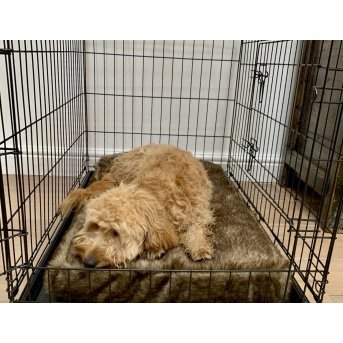 dog on a pet bed in a crate