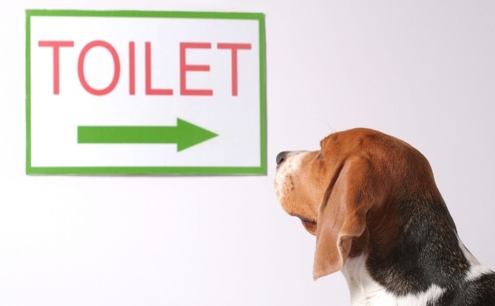 how can you train a dog to use the toilet